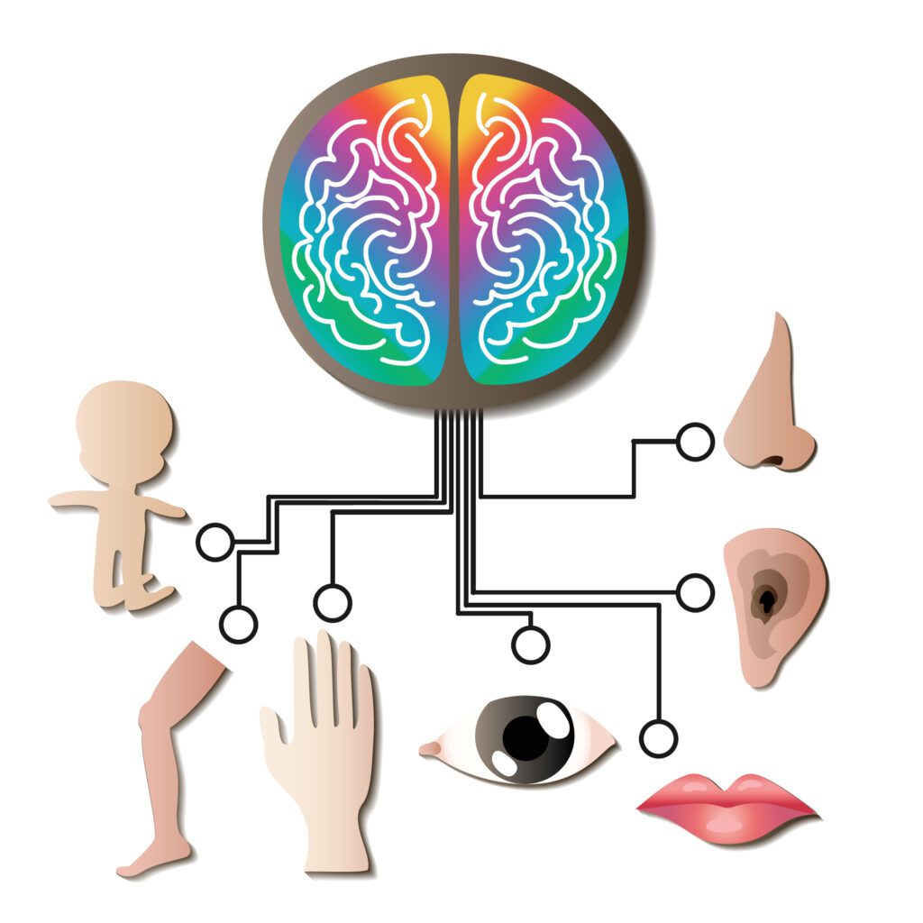 Sensory,Input,And,Integration,Concept.