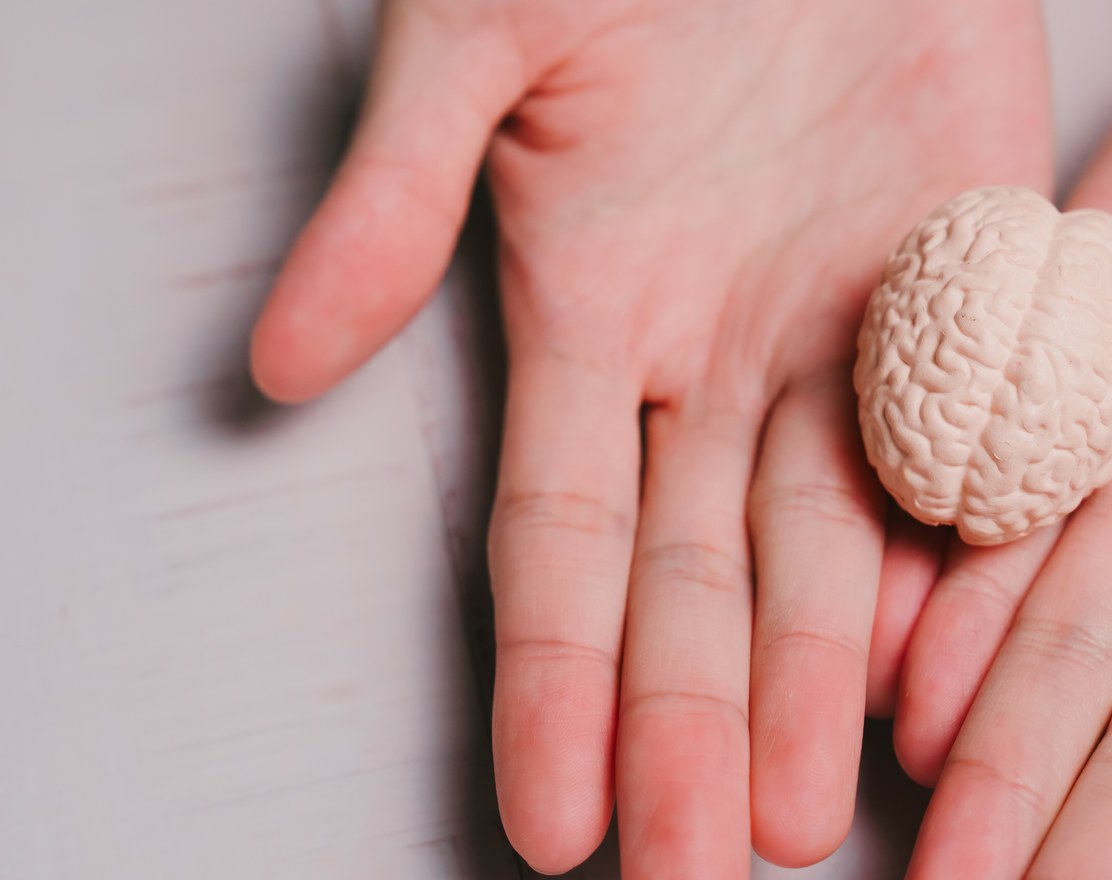 Hands holding an anatomical model of a brain