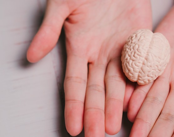A hand holding a small anatomical model of a brain