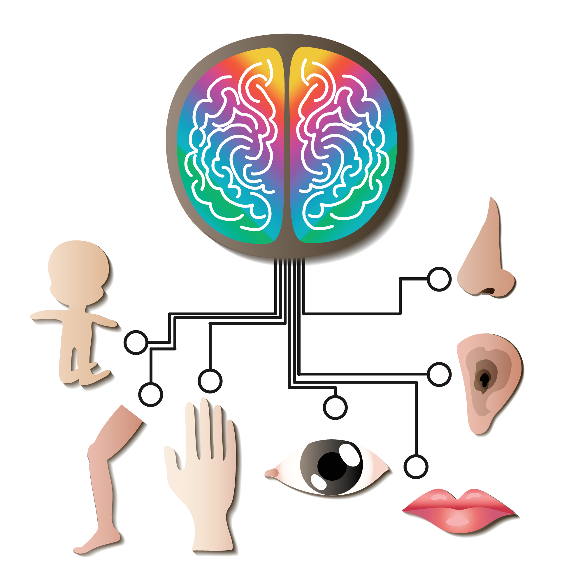 Sensory Seeking vs. Sensory Avoiding: A Parent's Guide